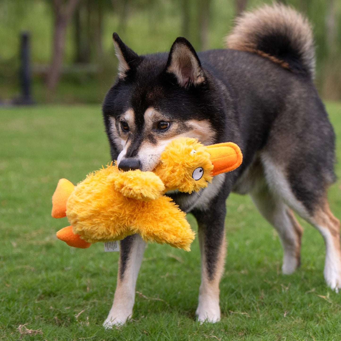 Crinkle Dog Toy for Small, Medium, and Large Breeds