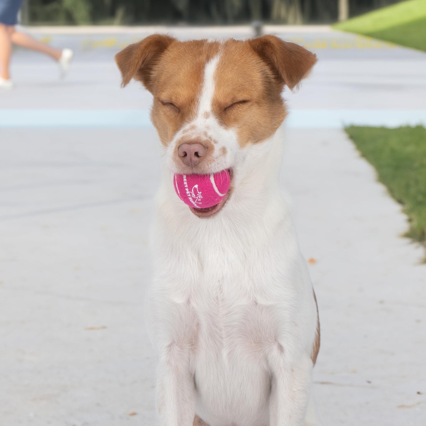 Crinkle Dog Toy for Small, Medium, and Large Breeds