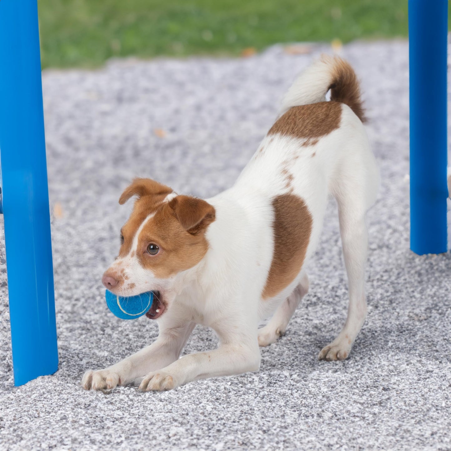 Crinkle Dog Toy for Small, Medium, and Large Breeds